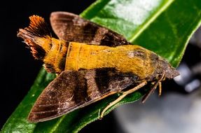 large moth on the plant leaf