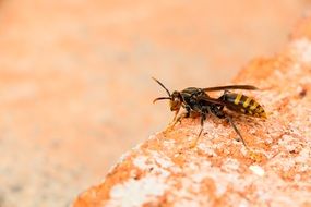 wasp on the brick