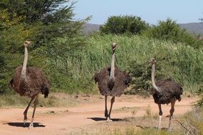 Beautiful three ostrich on the road in the wild in South Africa
