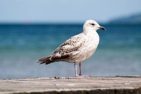 Seagull, sea Bird close-up on blurred background