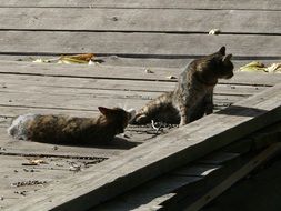 fascinating Cats Pair