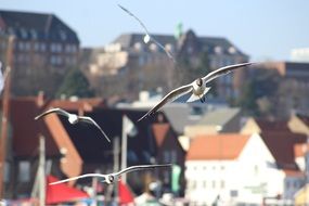 Seagull Flying