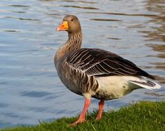 goose on the green bank of the river