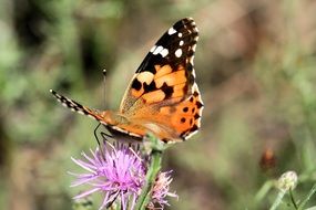 painted lady on the thistle flower