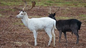 Deer Stag White and black