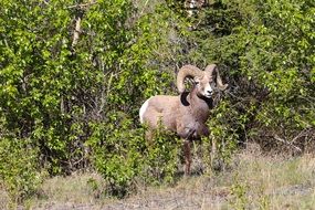 Bighorn Sheep canada