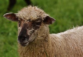portrait of farm sheep in summer