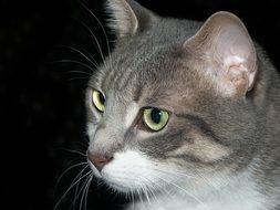 Cat Look Eyes