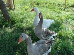magnificent Geese Birds