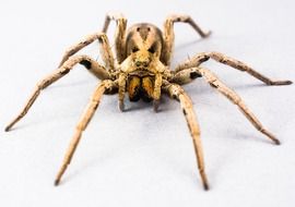 spider on a white surface
