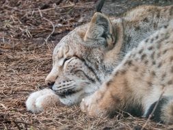 Lynx Sleeps on a ground