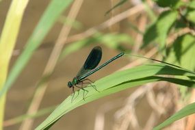 green Dragonfly on grass blade