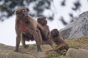 Gelada monkey family in fear