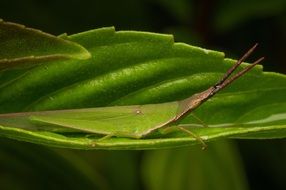 green Grasshopper Insect closeup