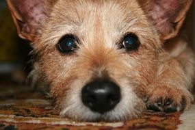 the face of a sad dog
