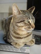 striped cat on the technique