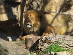 lion king of jungle in wildlife