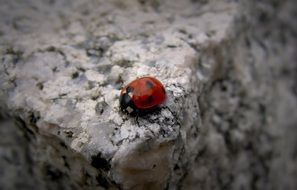 ladybug on a large stone close-up