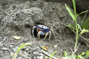 crab makes hole in sand