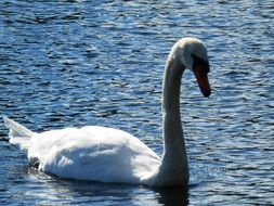 graceful white swan