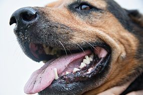 Portrait of a dog's head