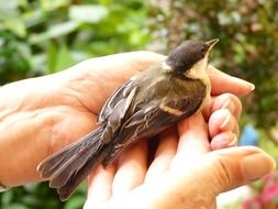 girl is holding a bird in her hand