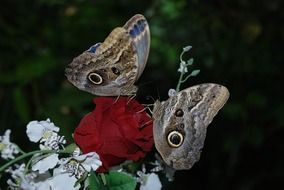 Owl Butterfly Eurilochus