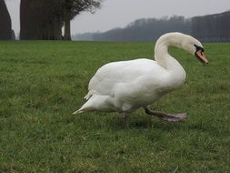 Swan walking on Grass at morning