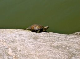 turtle on stone in the sun