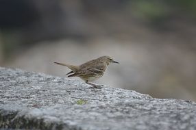 Little sparrow on a stone