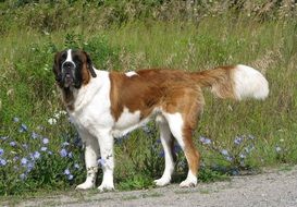 brown and white Dog on meadow at road