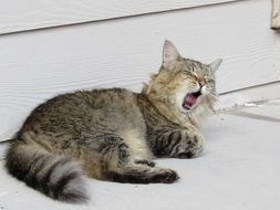 Cute yawning cat