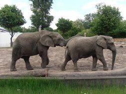 Elephants Zoo