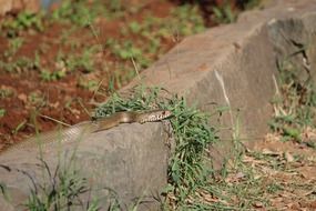 Snake Reptile Animal Brown