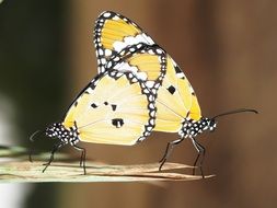 two yellow butterflies on a leaf close up