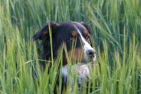 photo of the berner sennen dog is in a meadow