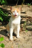 mewing cat