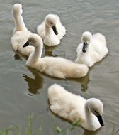 young fluffy swans