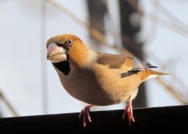 chaffinch on a branch close up