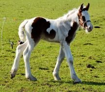 spotted foal on green grass
