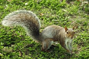 squirrel in green grass
