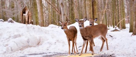 three young deer