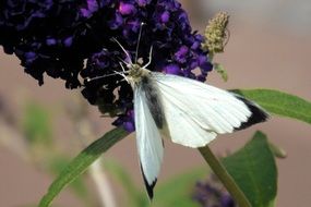 white butterfly on a purple plant flower