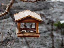 goldfinches in a wooden feeder