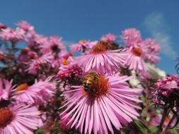 honeybee on Purple aster flower