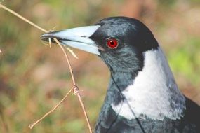 magpie with a red eye close up