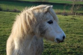 White pony