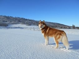 Siberian Husky in a winter sunny day