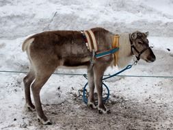 reindeer in Finland