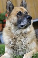 Cute colorful young dog